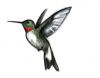 free hummingbird image tattoo